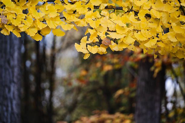 Bright yellow ginkgo leaves hang from delicate branches against a softly blurred forest backdrop. The warm tones of the foliage contrast with the darker tree trunks, creating a serene and atmospheric autumn scene. The image highlights natural textures and the gentle beauty of the fall season.