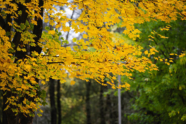 Bright yellow maple leaves fill the upper frame against a softly blurred backdrop of mixed green and golden foliage. The warm tones and delicate branches create a serene, atmospheric view of the autumn season. The scene emphasizes natural color transitions and the calm beauty of fall.