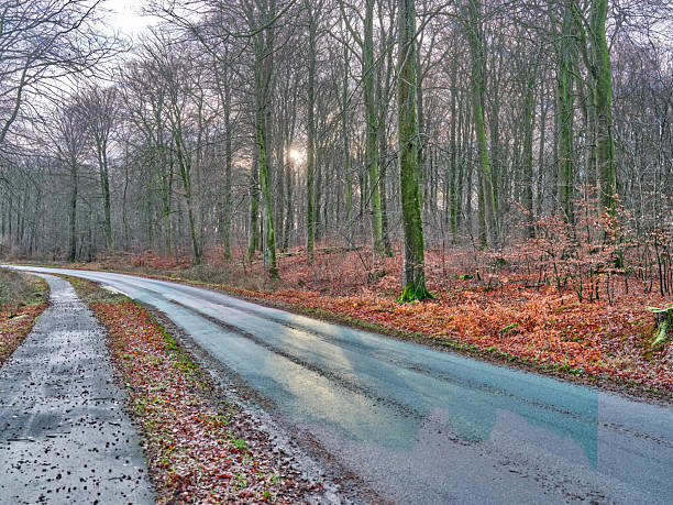 A tranquil Danish forest scene shows a winding, wet road cutting through a grove of bare deciduous trees. Moss clings to trunks while autumn leaves carpet the ground. The soft light and mist create a quiet, contemplative mood, perfect for nature and travel stock imagery.