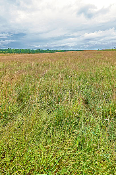 Open Danish meadow under cloudy sky with tall grasses swaying in the breeze, a tranquil rural landscape perfect for nature, travel, or agricultural themes