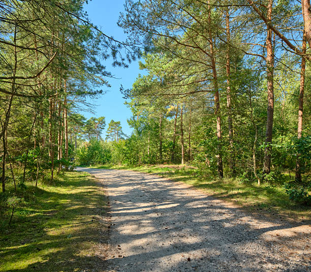 A serene forest scene along a gravel path bordered by pines and mixed deciduous trees. Sunlight filters through the canopy, creating patterned shadows on the ground. Ideal for nature, travel, and outdoor lifestyle themes set in Denmark.