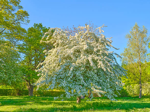 A tranquil Danish park scene features a prominent cherry blossom tree (Prunus sp.) in full bloom, surrounded by vibrant green foliage and a manicured lawn. The bright blue sky enhances the white blossoms, creating a peaceful, renewal-themed landscape perfect for nature, travel, and outdoor living imagery.