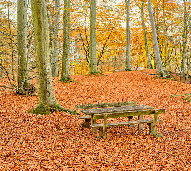 A tranquil autumn scene in a beech forest (Fagus sylvatica) features a weathered wooden bench surrounded by a carpet of orange leaves. Soft golden light filters through tall trunks, evoking calm, reflection, and Danish countryside charm.