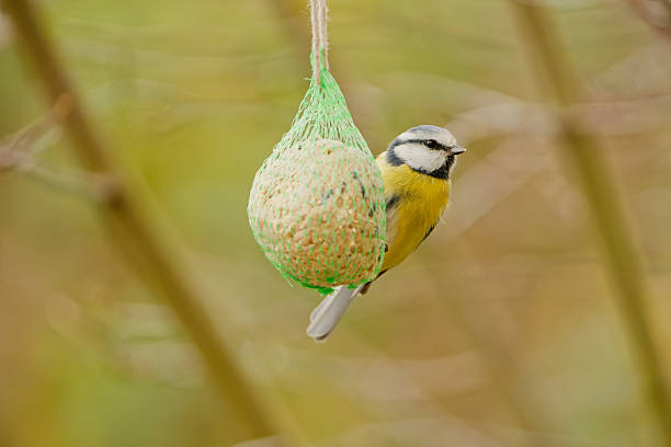blue tit perched on a hanging fat ball feeder. Close-up wildlife scene with soft green background