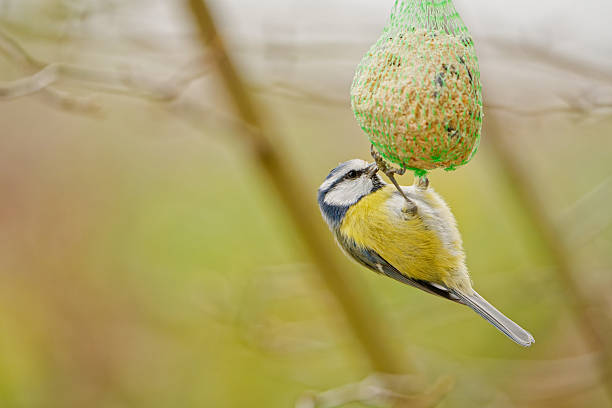 istock Blue tit (Cyanistes caeruleus) feeding on a hanging fat ball in a garden 2248286017