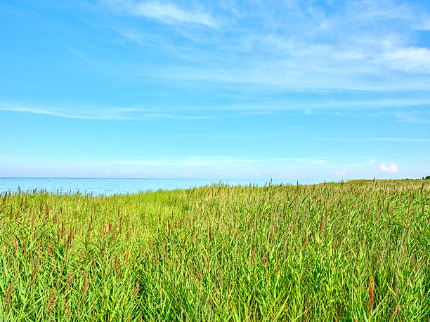 A captivating view of a lush green meadow with tall grasses, overlooking the calm, endless expanse of the sea. The horizon meets a vivid blue sky, portraying tranquil coastal beauty in Denmark, Europe.