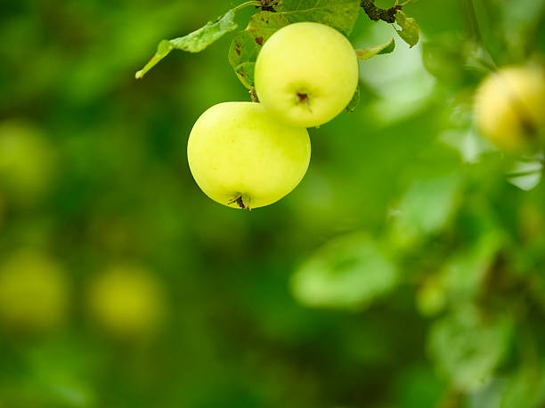 Bright green apples hang from a sturdy branch in a sunlit orchard. The image conveys freshness, healthy living, and a bucolic rural scene. Soft bokeh highlights the fruitâs smooth skin and natural color, inviting thoughts of harvest, abundance, and wholesome produce in Denmark.