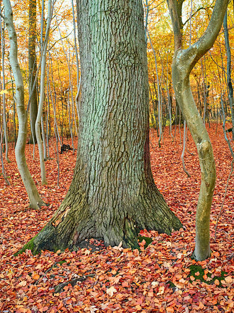 beautiful trees in the autumn forest near the river, bright sunlight at sunset