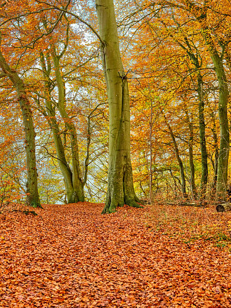 A tranquil autumn woodland scene in Denmark shows a forest floor thick with orange fallen leaves, tall beech trees (Fagus sylvatica) rising in the background, and dappled sunlight filtering through orange and gold foliage. Ideal for nature, travel, wellness, and seasonal campaigns.