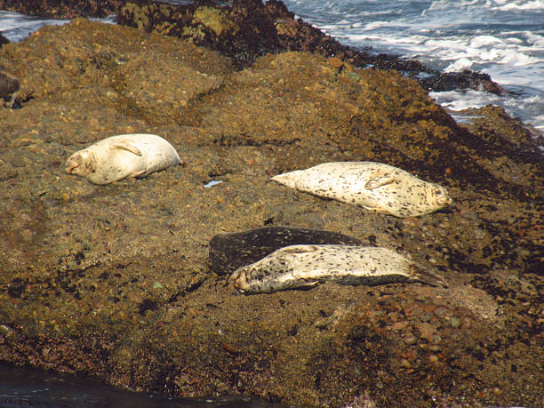 Harbor Seals on a Rock Relaxing