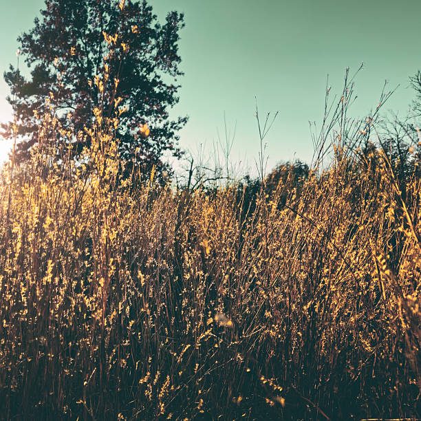 Sunset in a savanna with dry, golden grasses, a background of trees, and bright light effect. Beautiful nature landscape banner. Midwest USA.