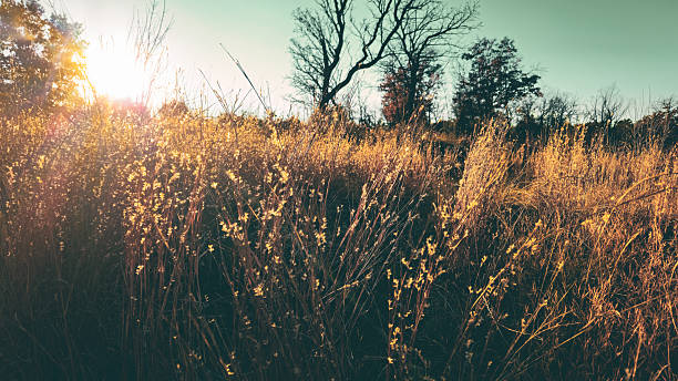 Free picture: Field of dry grass and bare trees after sunset with dark ...