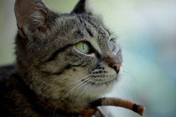 This is a close - up image of a tabby cat with its bright green eyes prominently visible, showing its whiskers and part of its fur, capturing the essence of a domestic cat's appearance