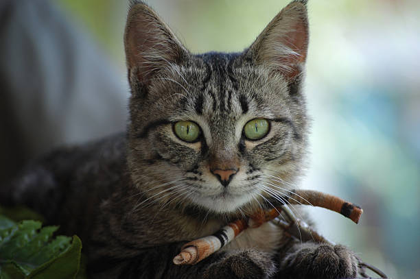 istock A close - up of a tabby cat with green eyes 2248289071