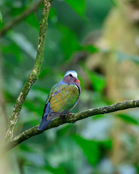 istock Asian Emerald Dove perched on a moss-covered tree branch in the Sinharaja rain forest. 2248289189