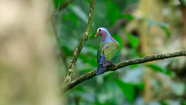 istock Asian Emerald Dove perched on a moss-covered tree branch in the Sinharaja rain forest. 2248289208