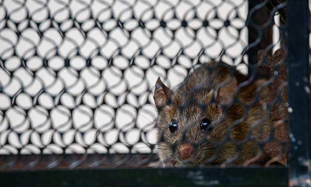 istock A rat caught inside a metal trap. The animal is behind a black wire mesh 2248289255