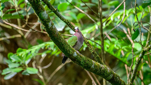 istock Asian Emerald Dove perched on a moss-covered tree branch in the Sinharaja rain forest. 2248289410