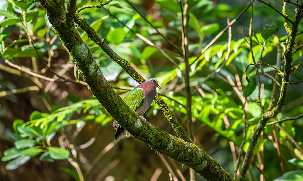 istock Asian Emerald Dove perched on a moss-covered tree branch in the Sinharaja rain forest. 2248289418
