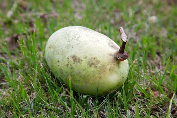 Pawpaw, a fruit native to North America