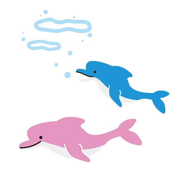 istock Simple and Cute Illustration of Pink and Blue Dolphins 2248290570