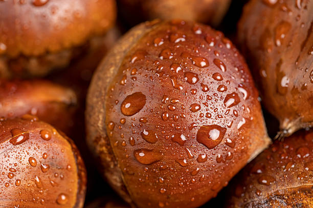 a hard edible chestnut fruit in a shell covered with water droplets on a wooden table, a group of wet, chestnut fruits with a brown hard shell
