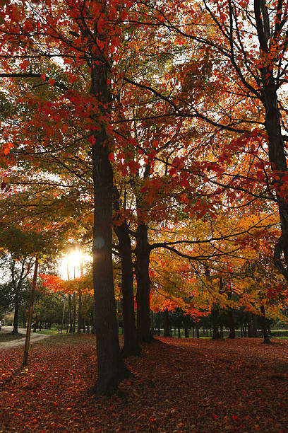 istock Maple Trees in a Park in Autumn 2248290820