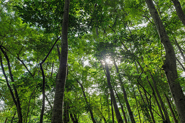 istock Nature green forest. sunrise in a spring  forest with bright young foliage glowing in the rays of the sun and shadows from tree 2248292340