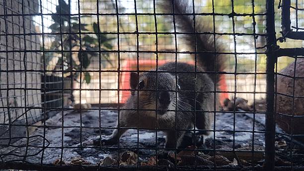 istock Small squirrel sitting in a rusted wire cage looking directly ahead. Captive animal looking through the grid of a rustic metal enclosure closeup. Cute rodent in a cage. Wild animal behind bars. 2248292607