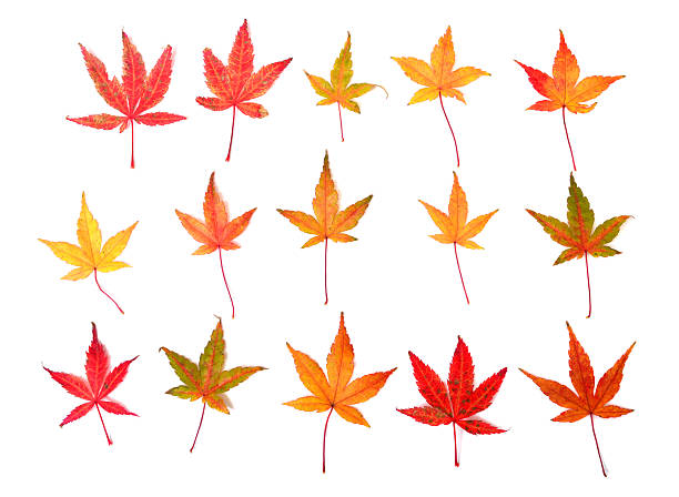 istock Collection autumn Japanese maple leaf isolated on white background. Flat lay, top view 2248295601