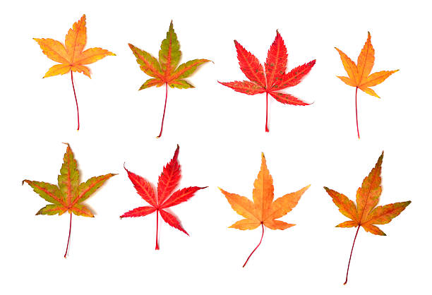 istock Collection autumn Japanese maple leaf isolated on white background. Flat lay, top view 2248295754