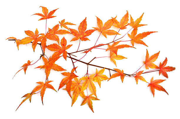 istock Collection autumn japanese maple leaf isolated on white background. Flat lay, top view 2248296150