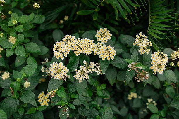 Flower Plants in Full-Bloom and in Bright Sunlight in Florida