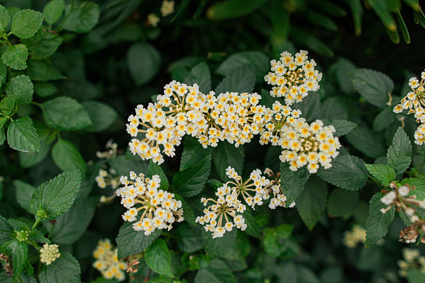 Flower Plants in Full-Bloom and in Bright Sunlight in Florida