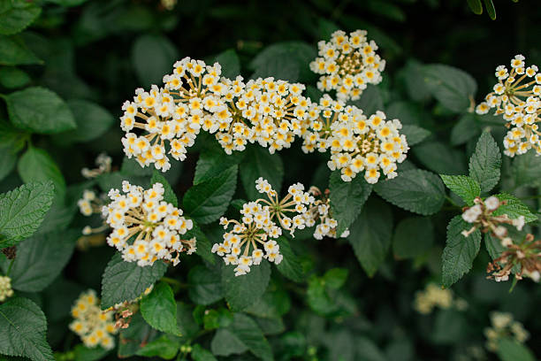 Flower Plants in Full-Bloom and in Bright Sunlight in Florida