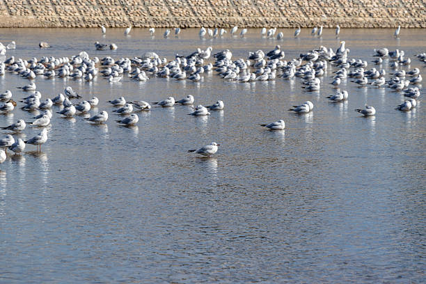 istock Many seagulls gathering on the surface of the water 2248297605