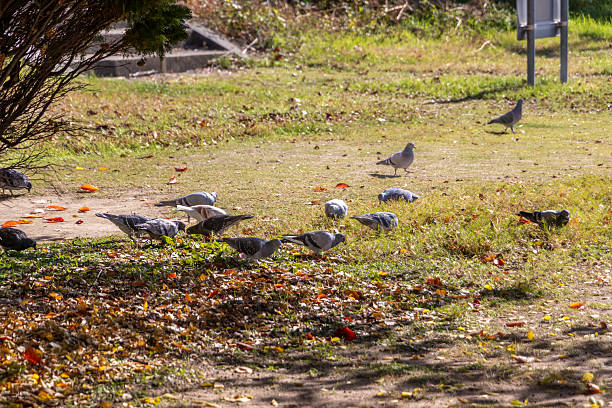 Pigeons walking in the grass park