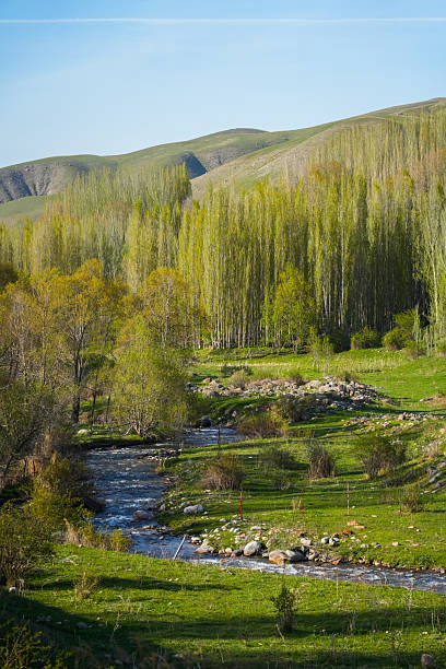 A picturesque view of a rapidly flowing stream in a lush green valley, surrounded by bright green grass and a dense grove of tall, light-colored trees