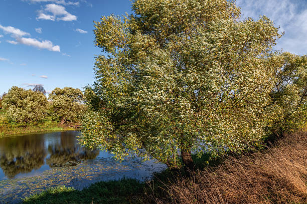 istock A large willow tree on the shore of a pond on a sunny autumn day. 2248301726