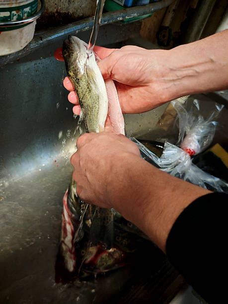istock fresh fish caught from the sea 2248302235