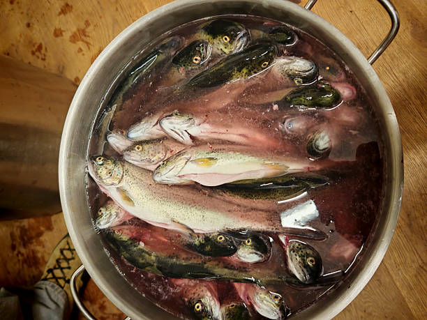 a freshly caught trout for eating, fish as part of a balanced diet
