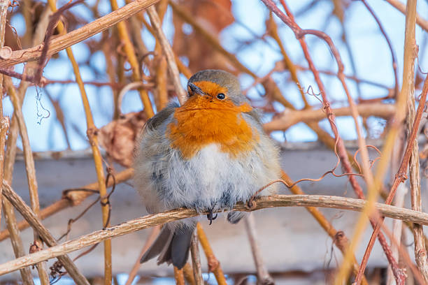 European robin (erithacus rubecula) standing in the snow in early spring.