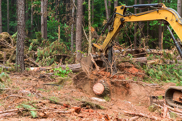 istock Heavy machinery cutting down trees in dense forest area for land clearing 2248303172