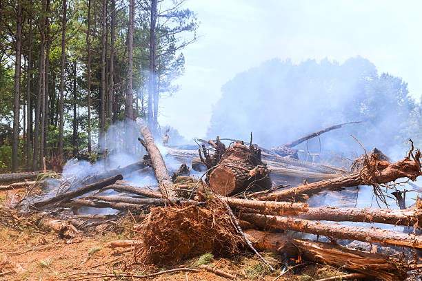 istock Smoke rises from fallen trees in forest after recent logging rural area 2248303193