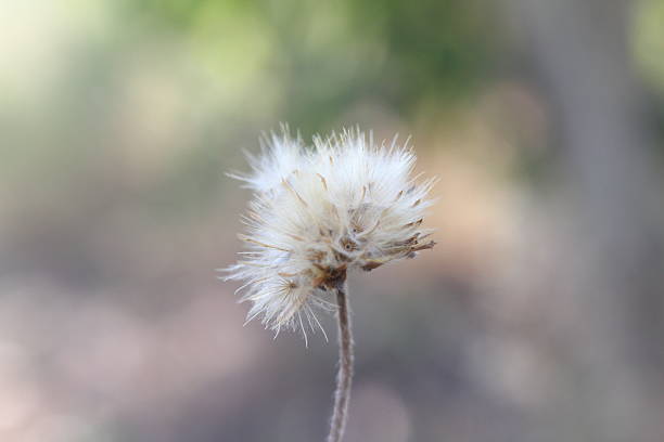 dried seed head of the plant Tridax procumbens, commonly known as coatbuttons or tridax daisy.