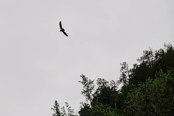 istock Silhouette Steppe eagle flying under the bright sun and cloudy sky in summer. 2248305509