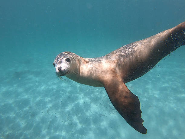 istock Sea Lion swimming in ocean. 2248307261