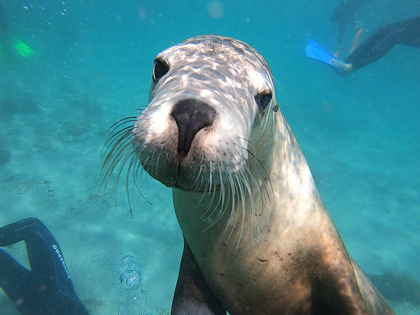 istock Sea Lion looking down lens, Neptune Islands, Australia. 2248307264