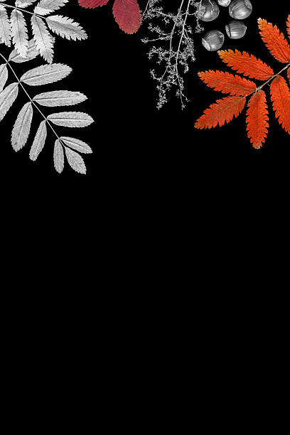 istock Autumn decorative frame. Silver and orange rowan leaves, dry herbs and nuts on black background, copy space, vertical format. 2248310431