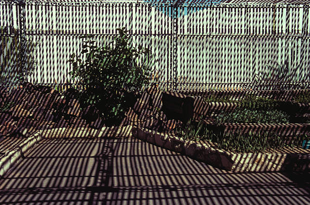 Patio with overgrown pergola viewed through a window, showing sun flare and reflections